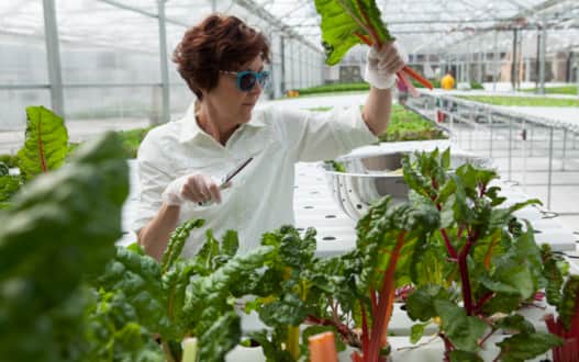 Harvesting locally at Utah Valley's Snuck Farm.
