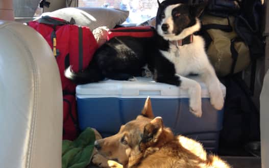 web1300_dogs_img_1083