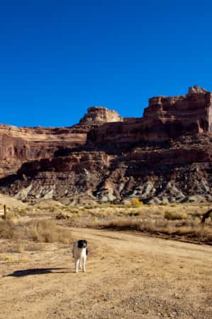 Black and white dog standing in front of a large cliff face of a plateau at the San Rafael Swell.
