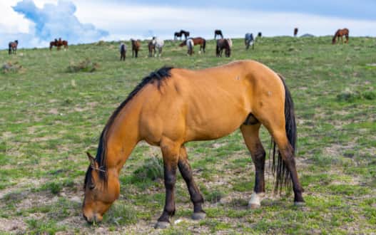 The Onaqui Herd in Tooele County is one of the easiest herds to find and view.