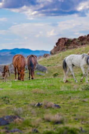 A group of brown and white wild horses eating grass and walking in a field of grass and rocks.