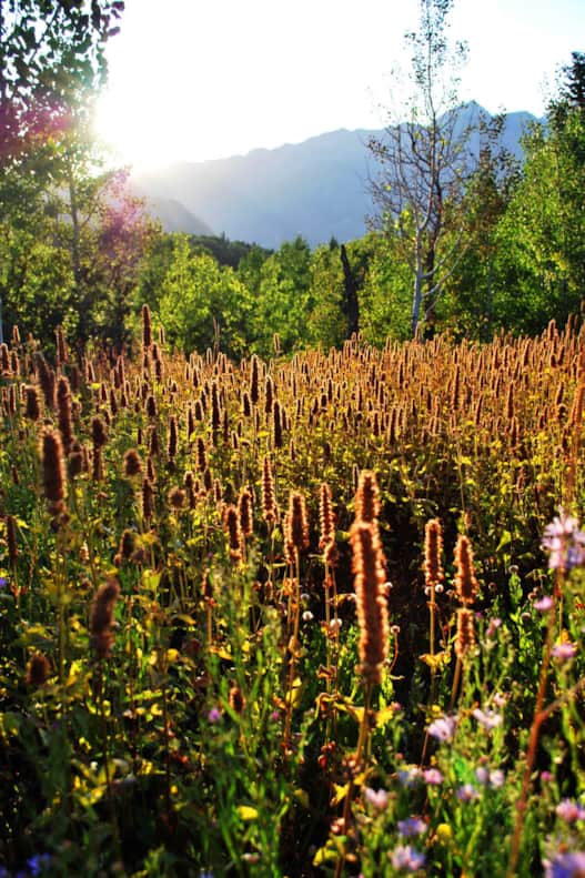 If you horseback in the spring, you might find fields and patches of wildflowers in American Fork Canyon.