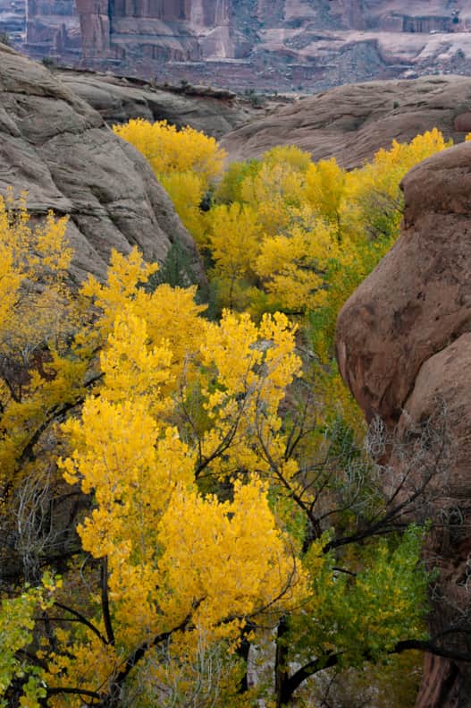 Canyon of yellow, Courthouse Wash, Arches National Park.