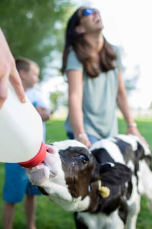Children gathered around a calf, smiling and feeding it with a large white bottle.