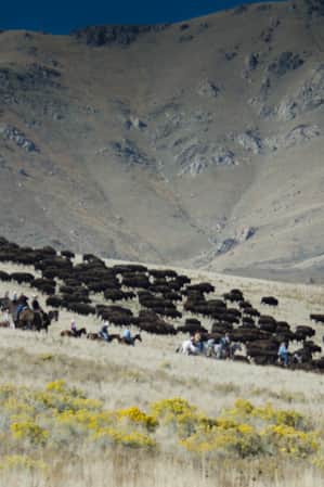 An open field with a group of bison, surrounded by people on horses.