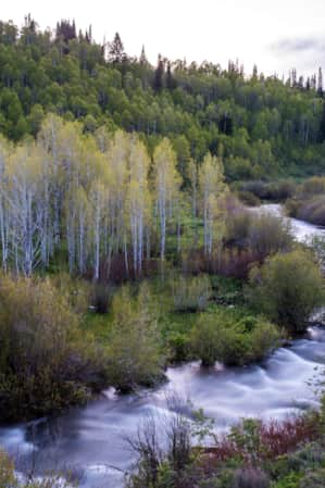 Logan River flowing through lush hills and aspen trees with yellow leaves.