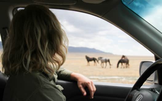 These herds came into existence in the 1800s when domestic horses escaped from local ranchers and settled into lives of freedom. These mustangs soon came to be considered an indispensable part of Utah’s public lands.
