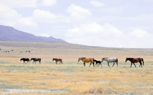Make sure you read up on wild horse herds and learn all you can about them to get the most of your trip.