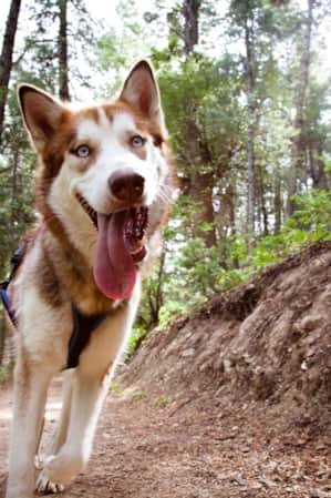 Close-up of a dog with its tongue out on a dirt trail, surrounded by trees.