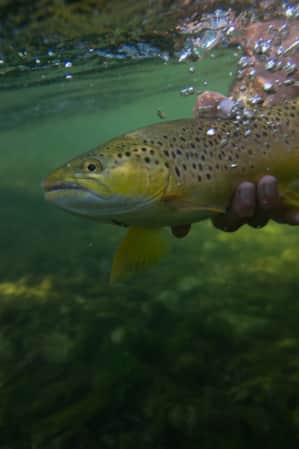Underwater view of a person's hands holding a fish.