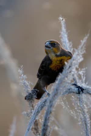 A close-up of a small brown bird perched on a thick blade of grass covered in ice.