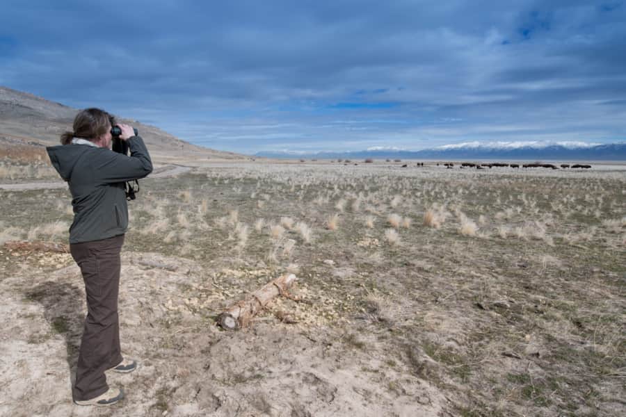 Watching bison from a safe distance.