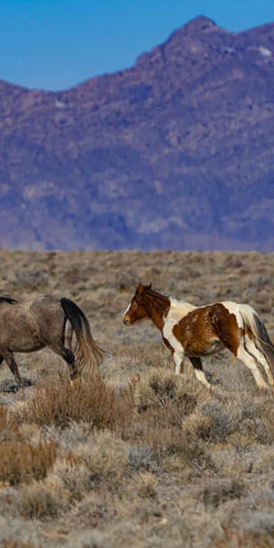 Devoid of human residents, the West Desert is the land of wild horses.