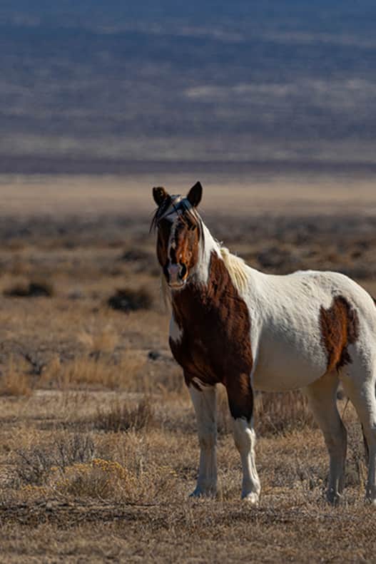 Utah is home to 22 herds of wild horses that graze in desert plains and congregate at watering holes.