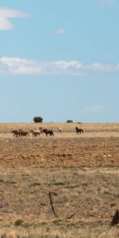 Wild horses graze the Utah desert.