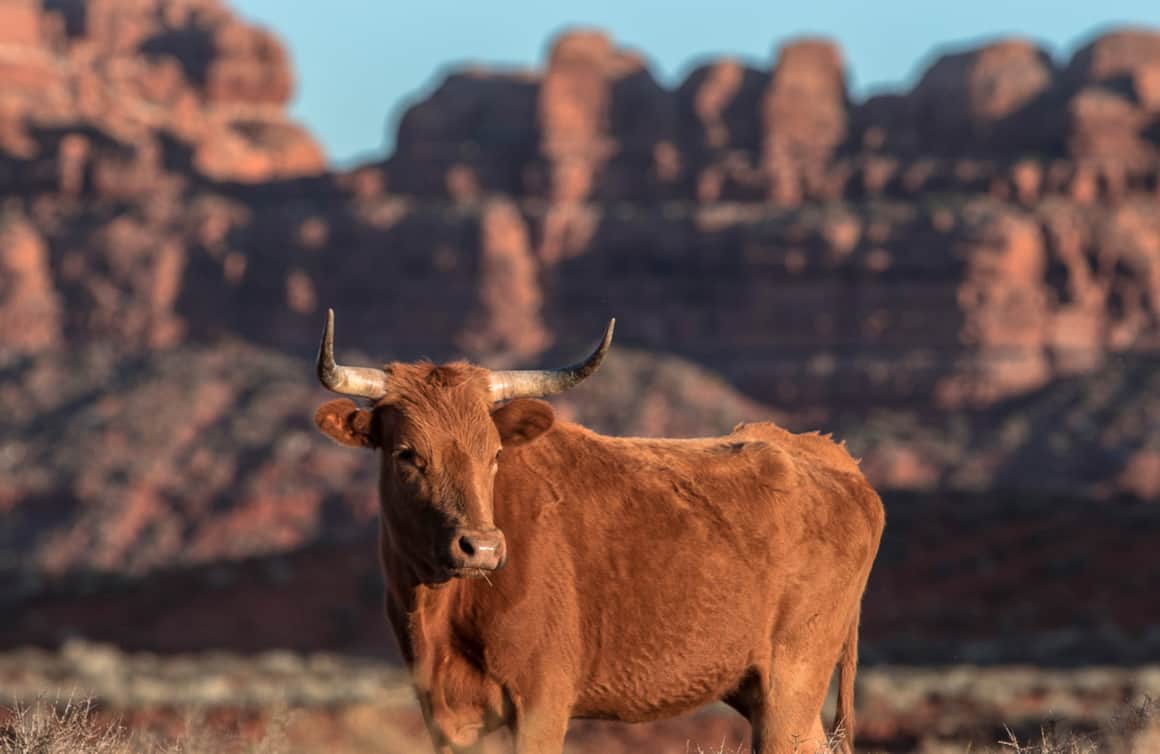 You won’t see many tourists, but when camping on Utah’s lesser-known public lands, you may get a visit from a four-legged neighbor.