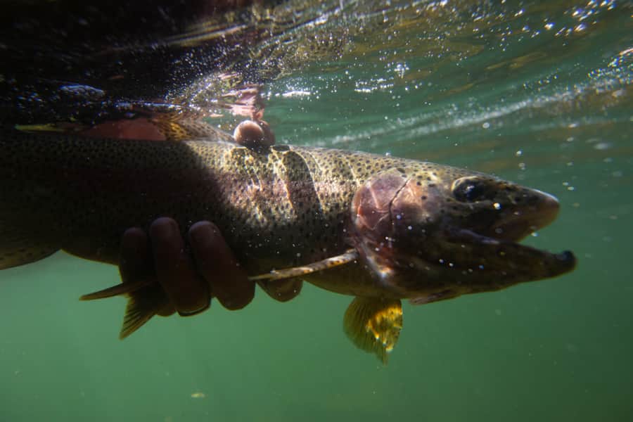 Crossland releases a fish on the Green River.