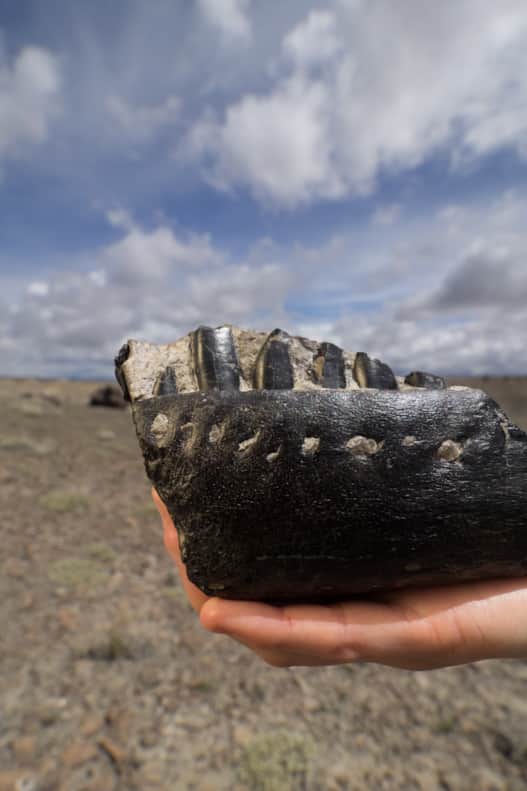 Experience the densest collection of Jurassic-era dinosaur fossils ever discovered.