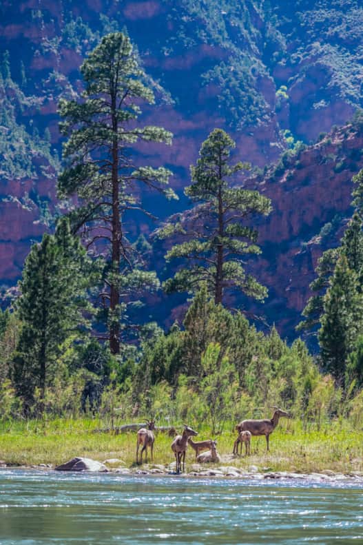 Bighorn sheep traverse the bank of the Green River in Lodore Canyon.