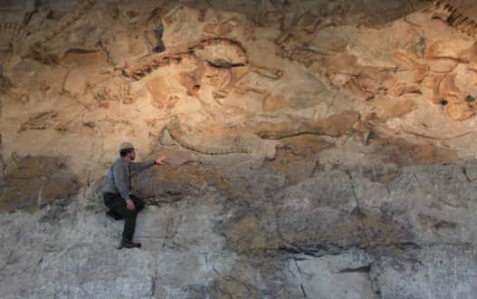 Wall of Bones at Dinosaur National Monument.