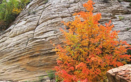 The incredible contrast in Zion Canyon.