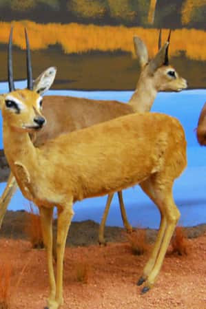 Taxidermy display of three deer, a turkey, and two beavers gathered near a hand-painted body of water.