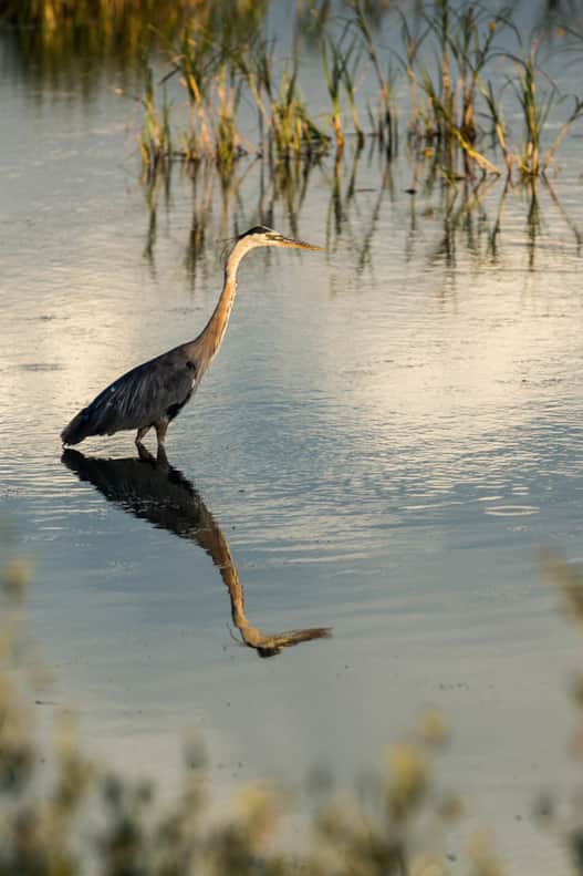 Bear River Migratory Bird Refuge