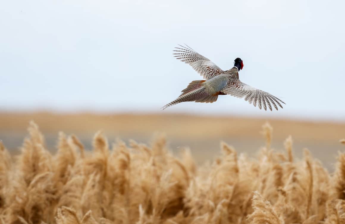 Bear River Migratory Bird Refuge