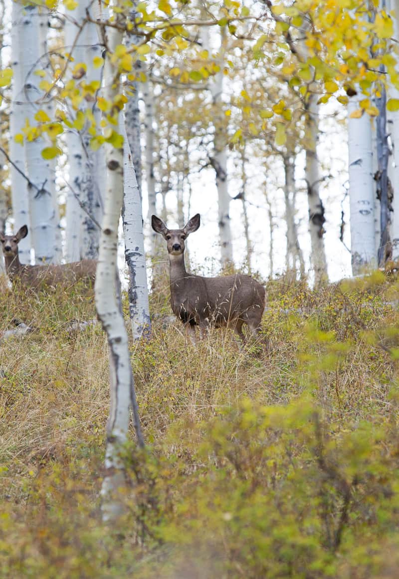 Mule Deer on Tavaputs Ranch