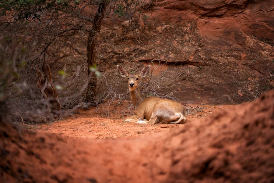 Arches National Park