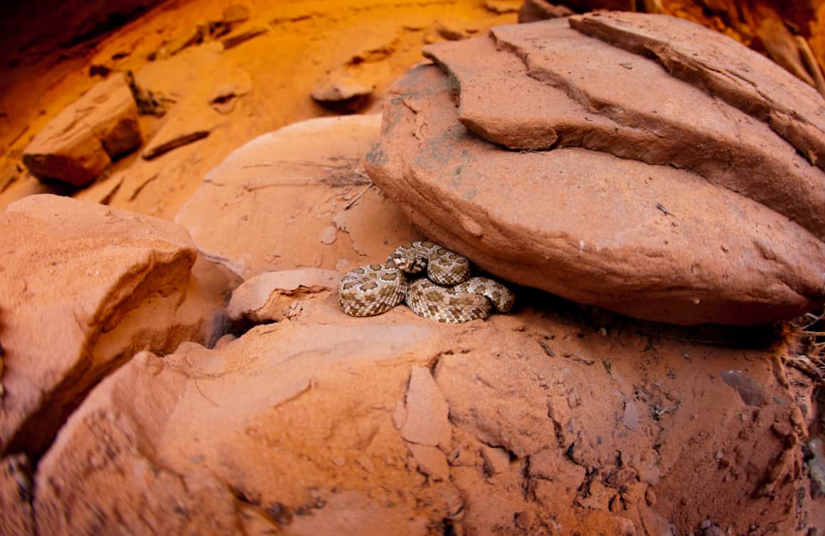 A rattlesnake's camouflage can really help it blend into its surroundings, so be sure to keep a keen eye on the trail ahead.