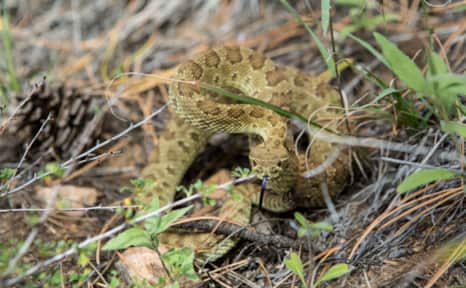 Rattlesnakes are most active in the summer at dawn and at dusk, but you should be prepared to encounter them at all hours.