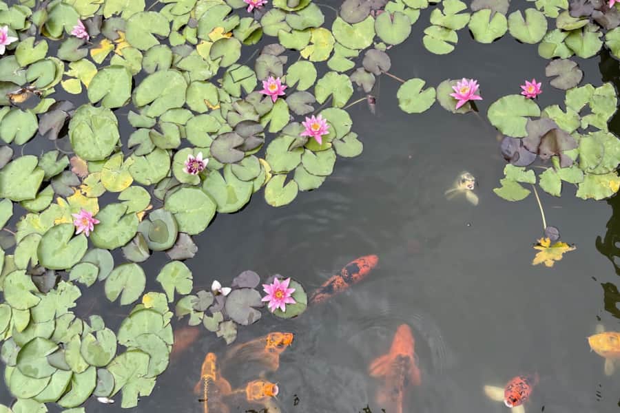 Monet Lake
