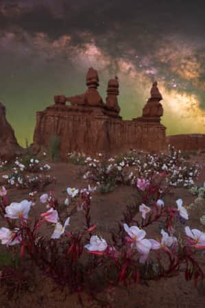 Pink, red, and white wildflowers surround hoodoos under a dark sky showcasing the Milky Way.