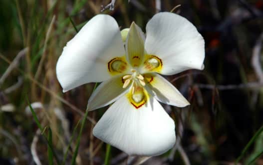 Utah's state flower, the sego lily.