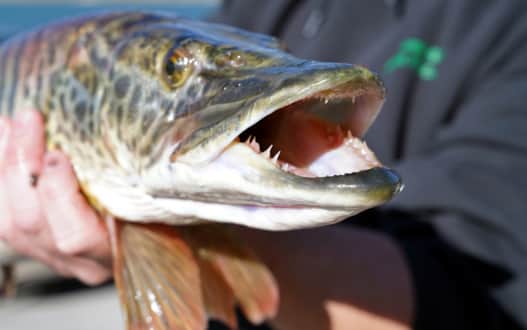 Like most hybrid fish, tiger muskie grow very large, very quickly.