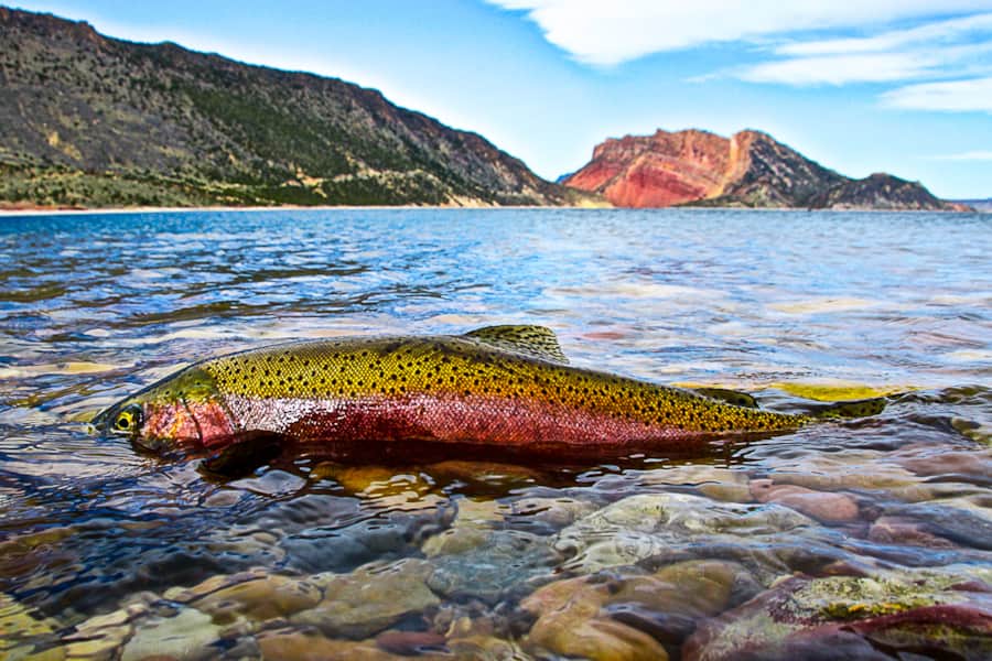 In the spring you can catch both rainbow and cutthroat trout.