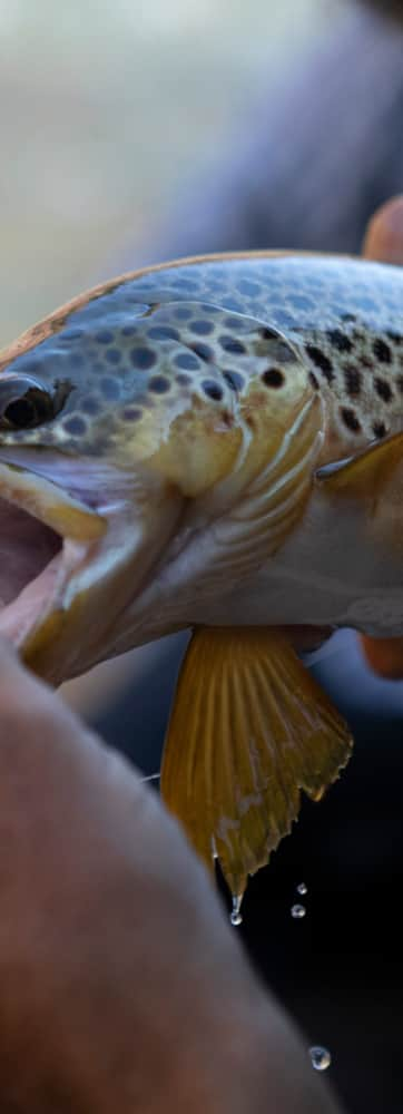 Flaming-Gorge_Fly-Fishing-Guide_Colby-Crossland_Jim-Urquhart-Photo_7669_Full_1