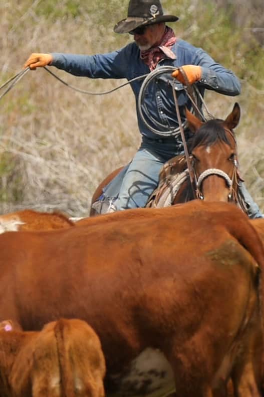In 1972 the Forest Service bought the Swett Rranch and has subsequently turned it into a working historical site.