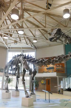 An open foyer with a dinosaur skeleton positioned in the center.