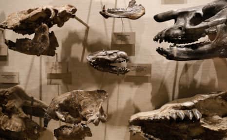 On display at the Utah Field House of Natural History State Park Museum.
