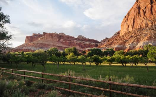 It was in the 1880s when early Mormons first settled a lush valley in the heart of today’s Capitol Reef National Park. They planted orchards filled with cherries, peaches, pears and apples and called this fertile vale Fruita.