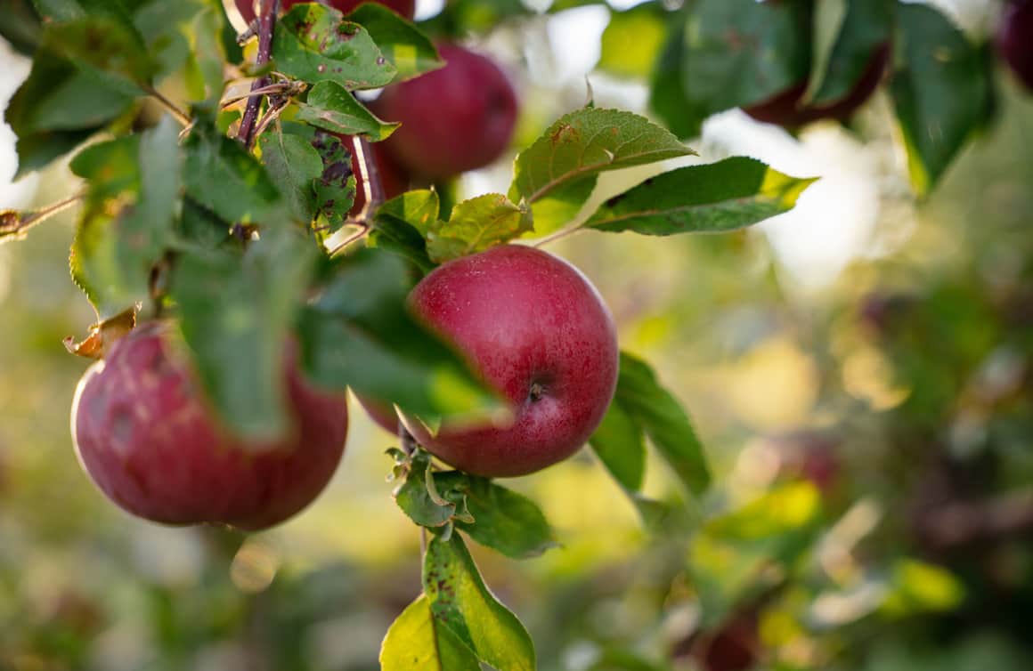Apples are among the many varieties of heirloom fruit found in Capitol Reef's historic orchards.