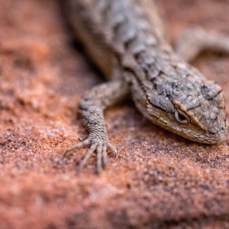 While in Zion National Park, you may have the opportunity to spot one of 16 species of lizards.