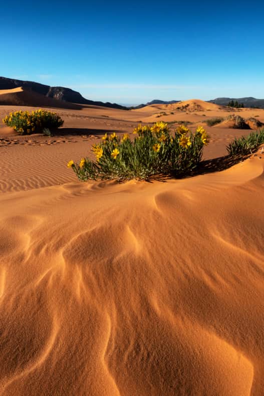 Coral Pink Sand Dunes State Park features the only major sand dune field on the Colorado Plateau.