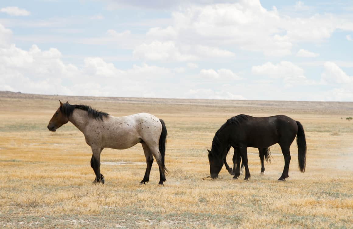 Watch off the side of the road for wild horses that roam freely across the Great Basin region.