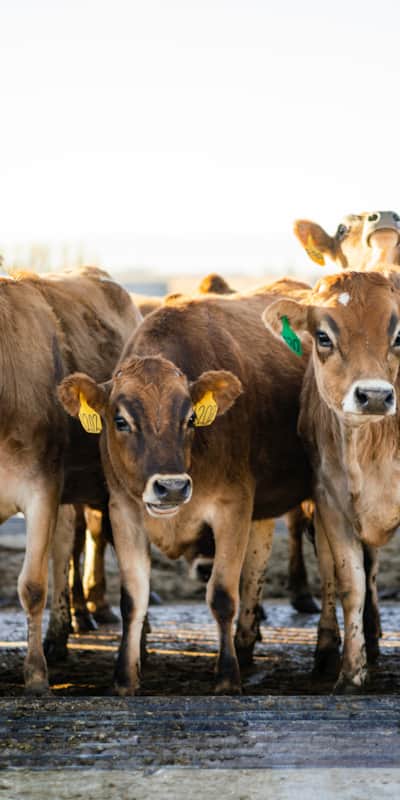 Dairy farming and cheesemaking provide jobs for hundreds of people living in Cache Valley.