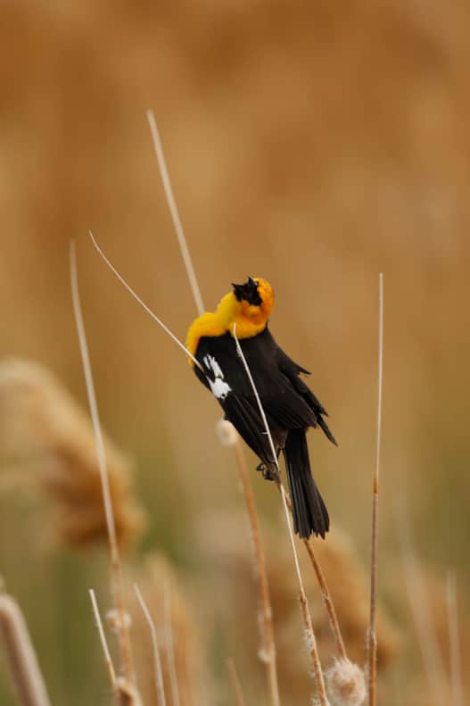 Over 200 bird species have been identified in the Bear River Migratory Bird Refuge and nearly 70 species use it to nest. How many species will you identify on your visit?