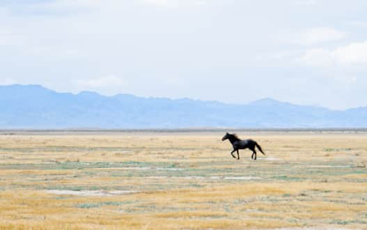 Great Basin Wild Horses