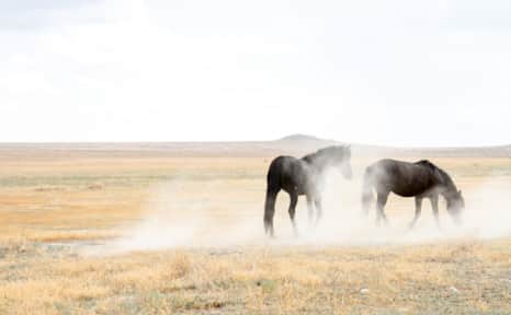 Great Basin Wild Horses